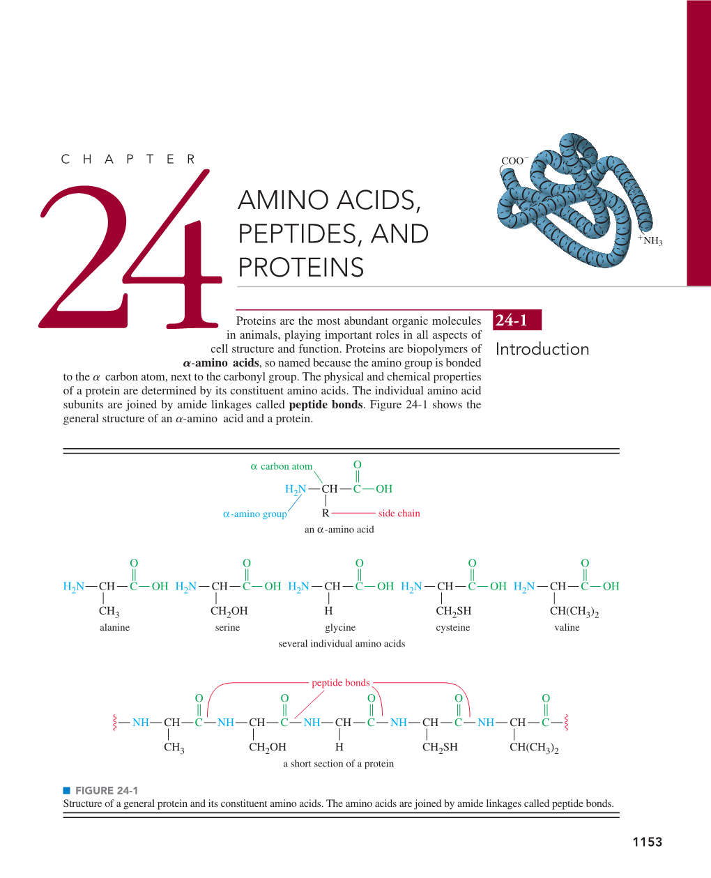 24Amino Acids, Peptides, and Proteins