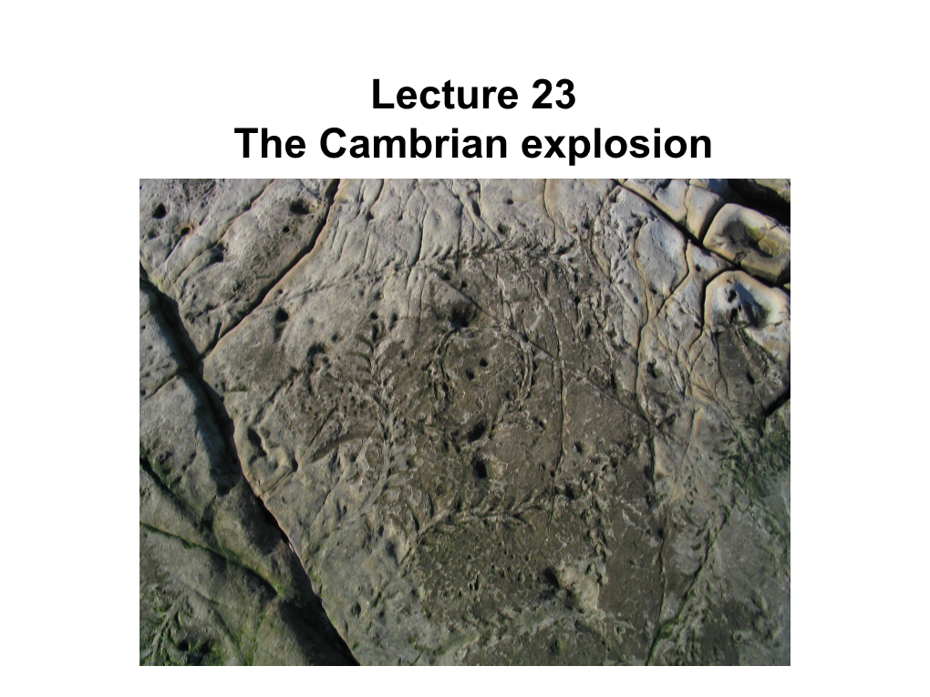 Lecture 23 the Cambrian Explosion Life on Earth - Timescale