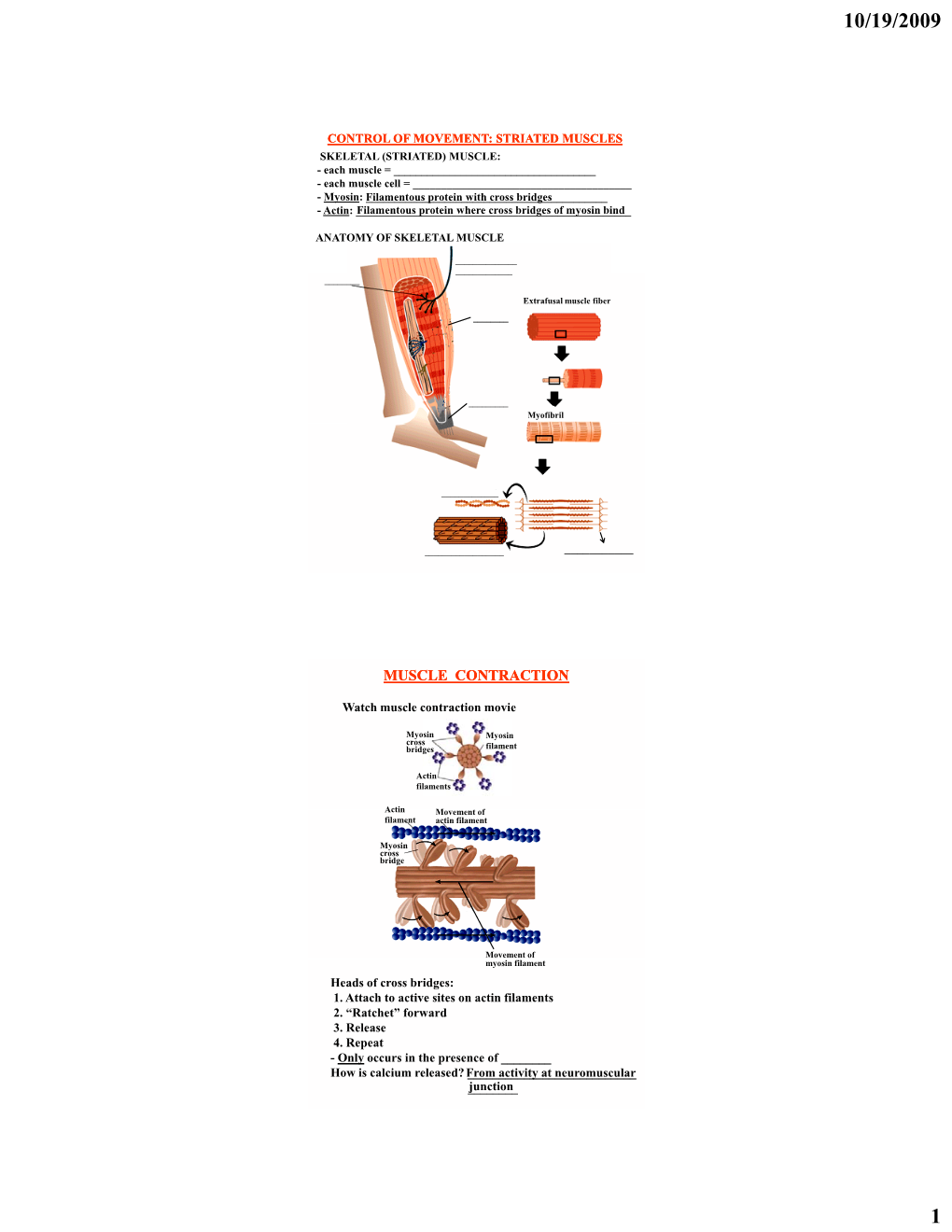 Muscle Contraction