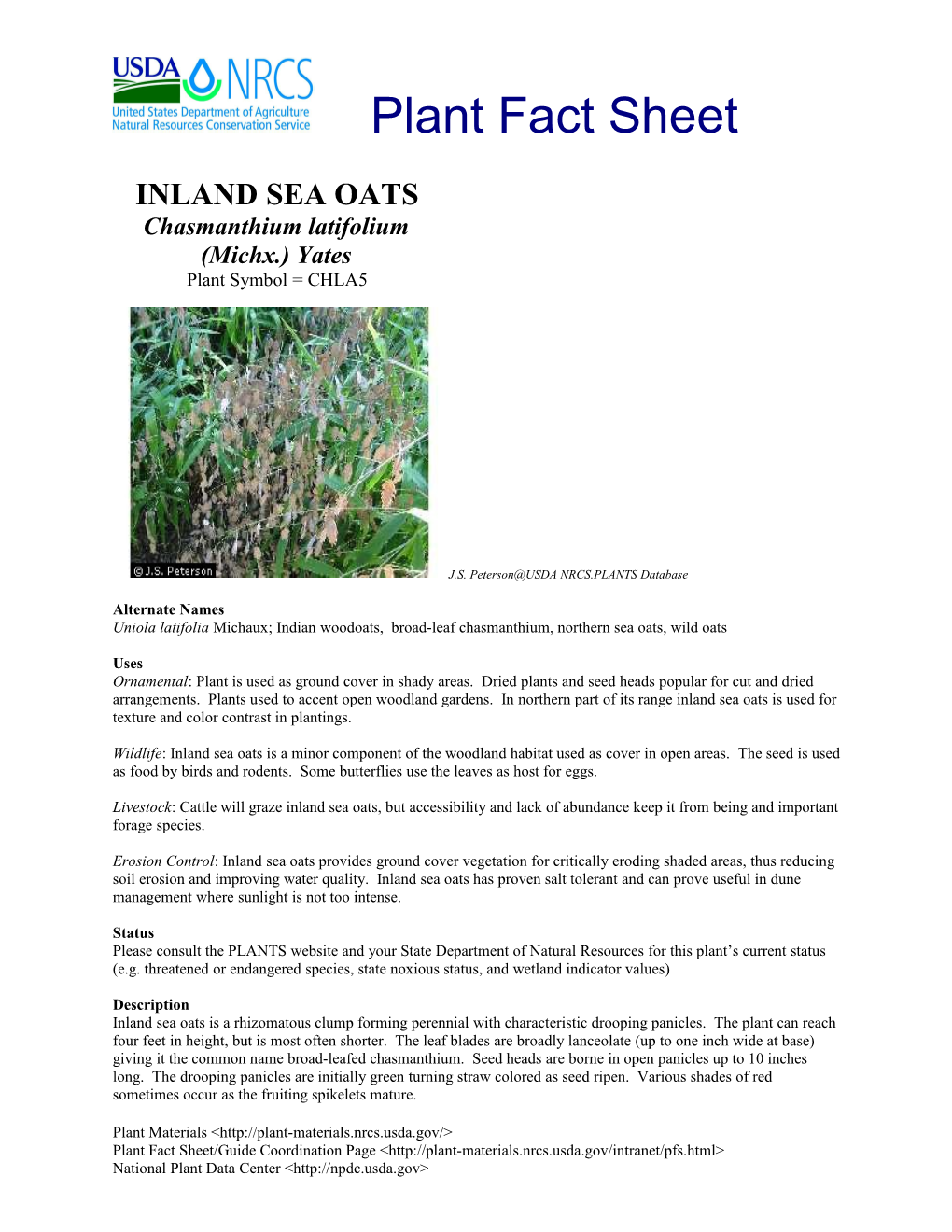 Inland Sea Oats