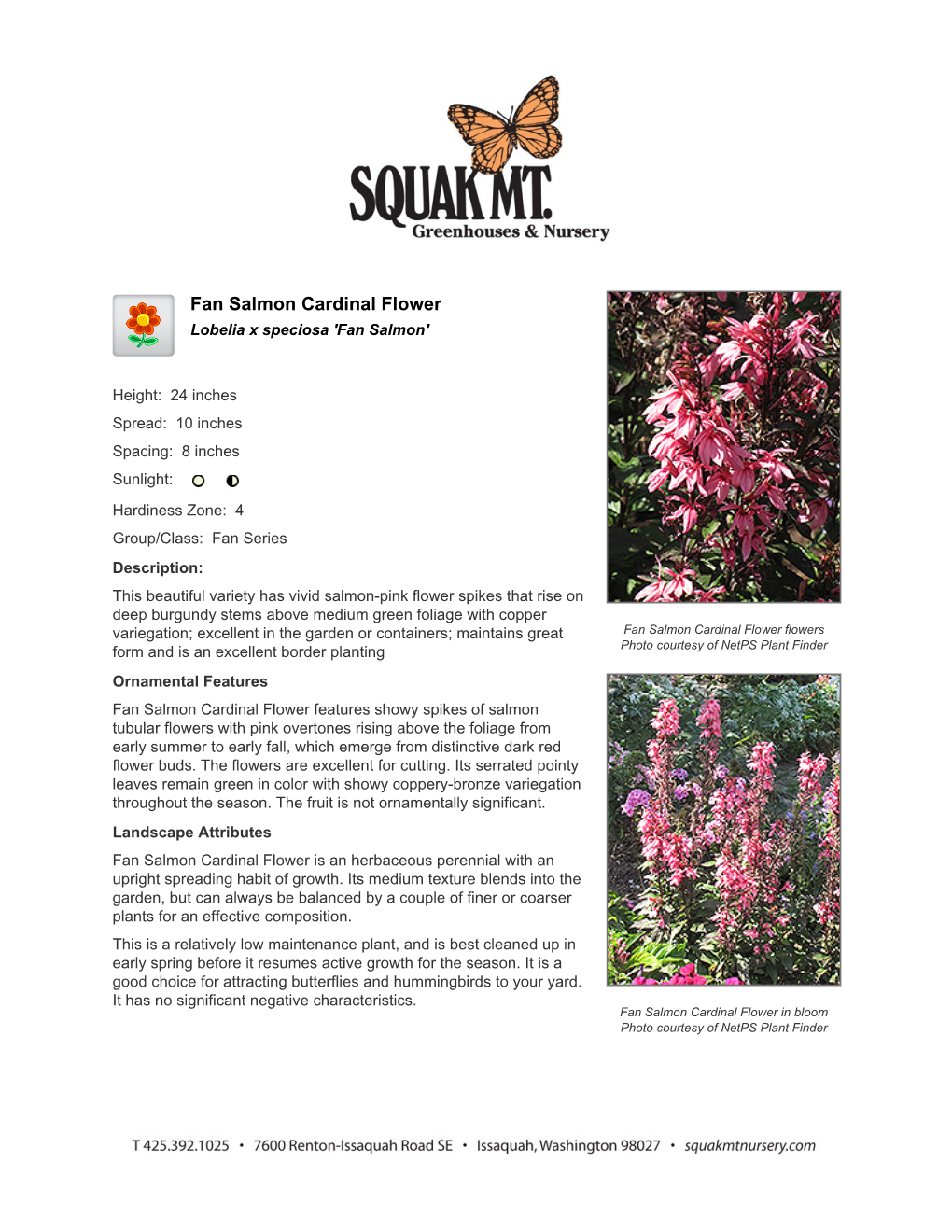 Squak Mountain Nursery Fan Salmon Cardinal Flower