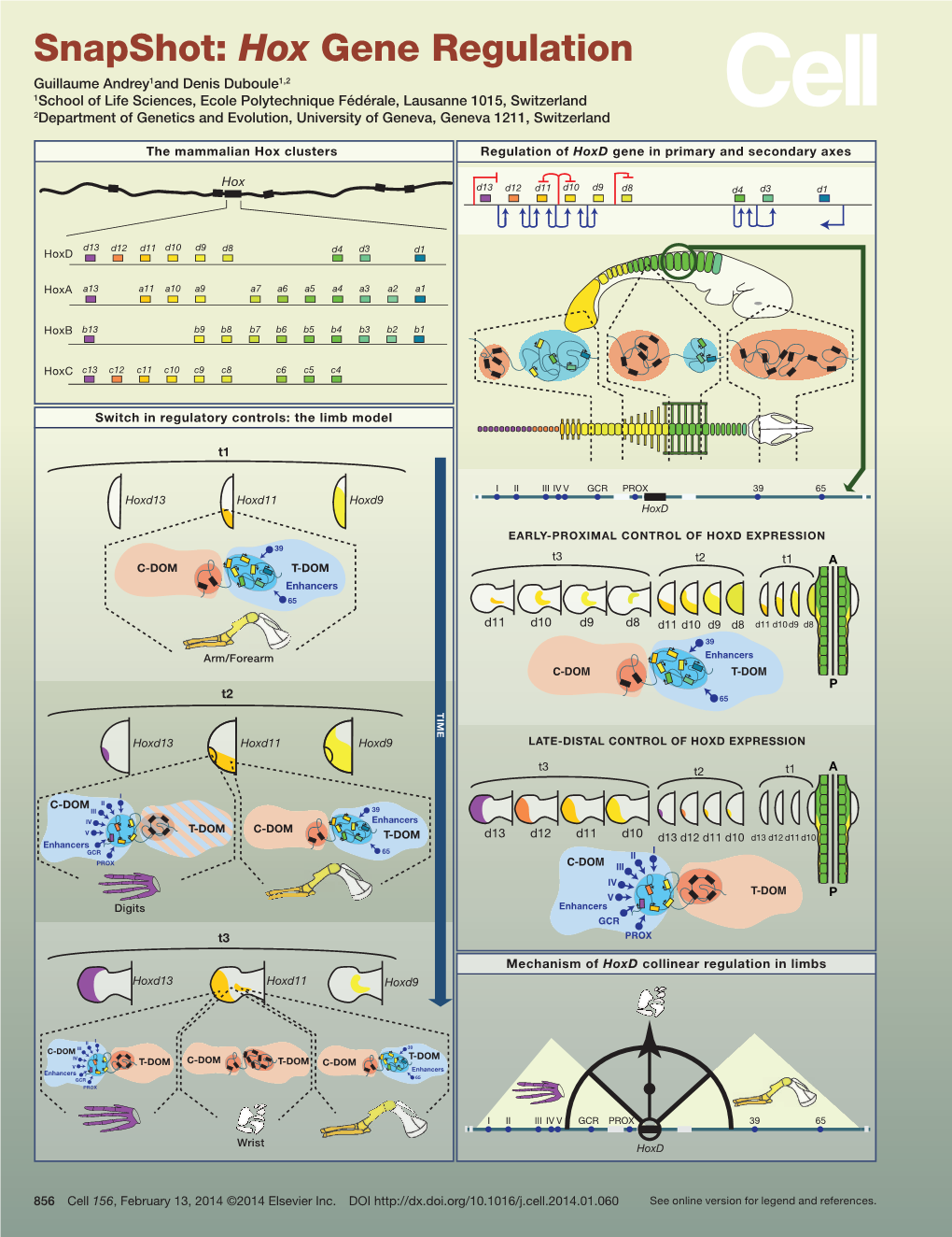 Snapshot: Hox Gene Regulation