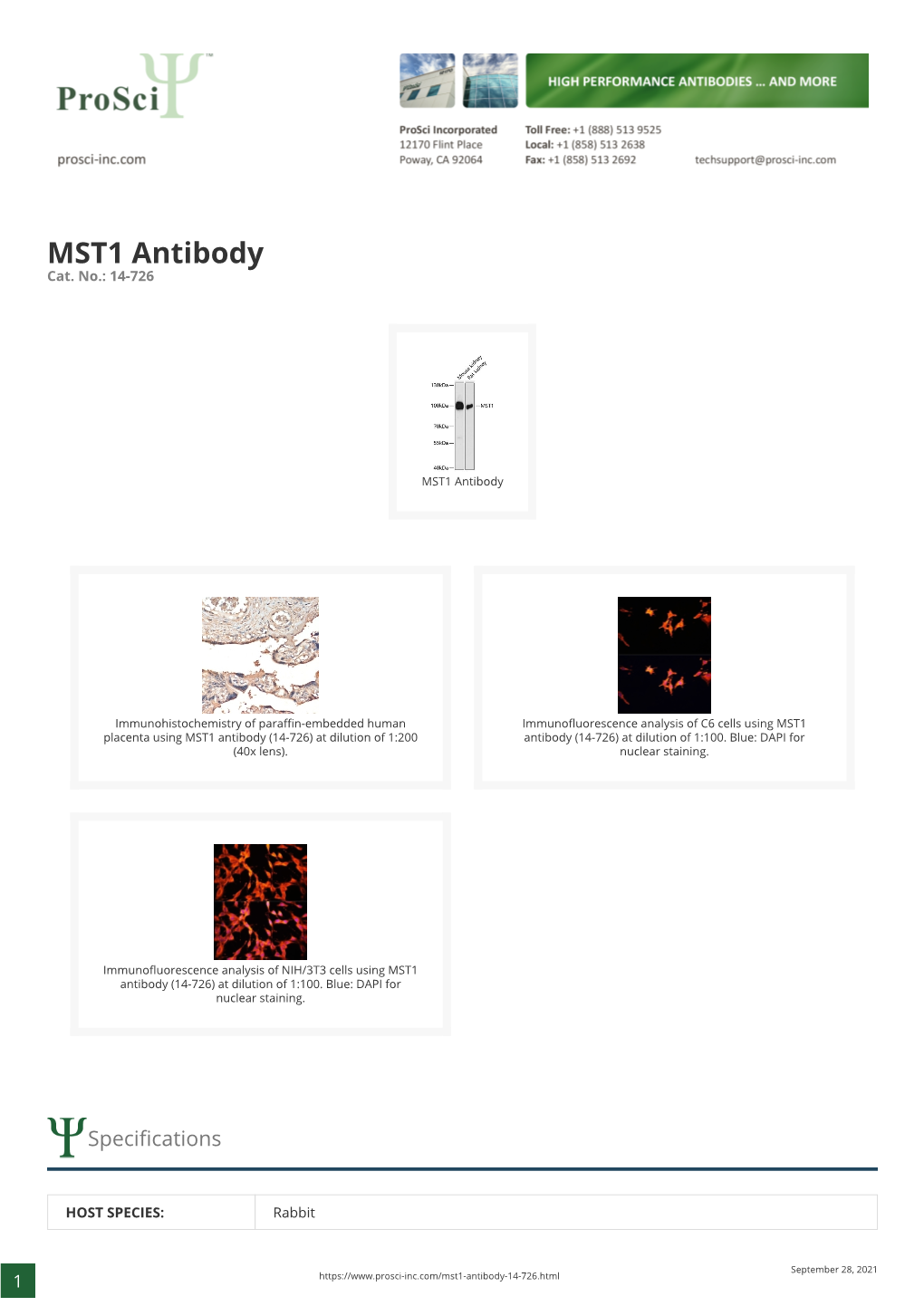 MST1 Antibody Cat