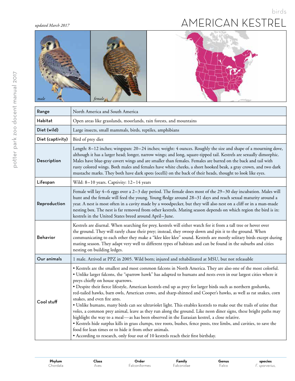 American Kestrel