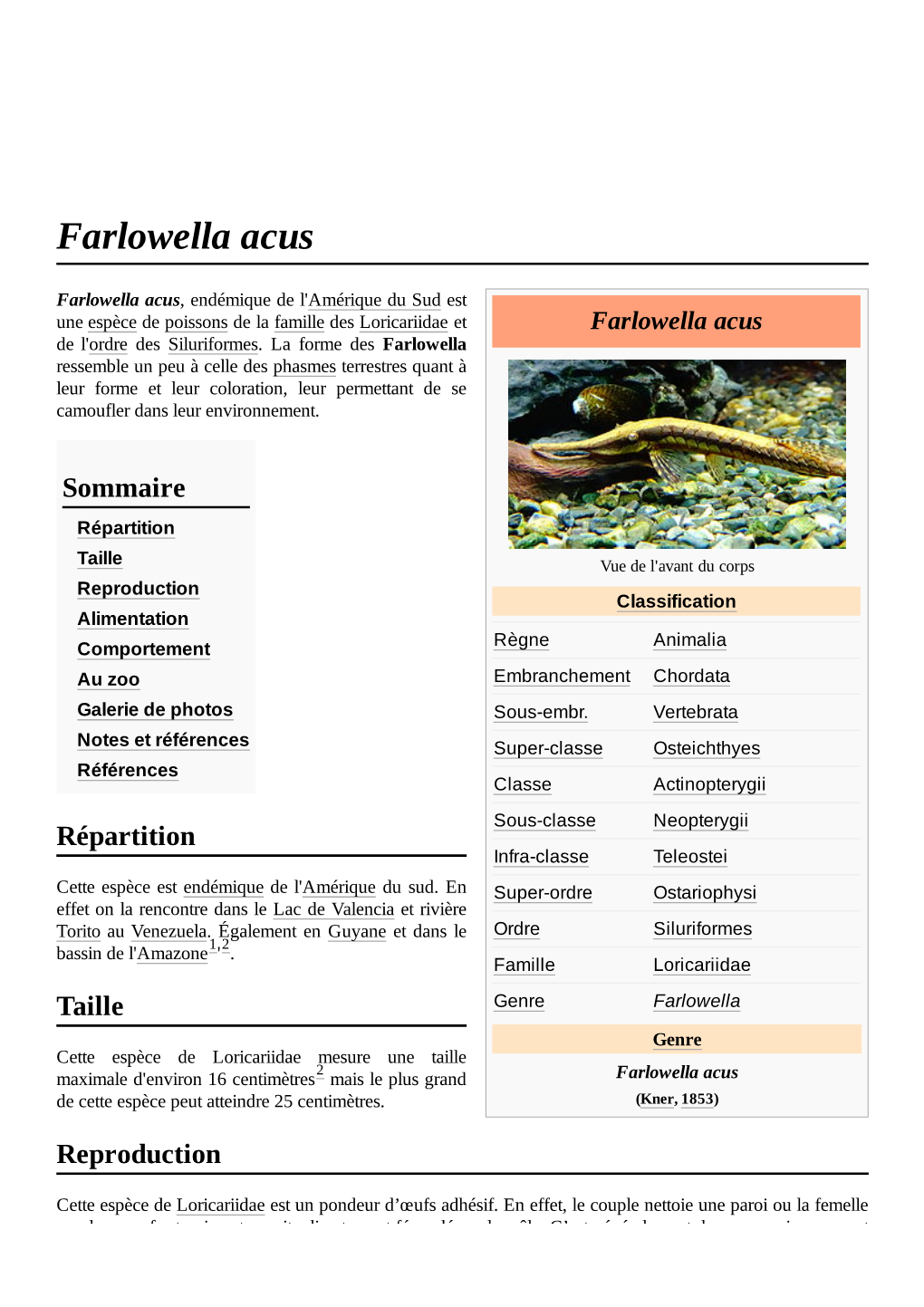 Farlowella Acus