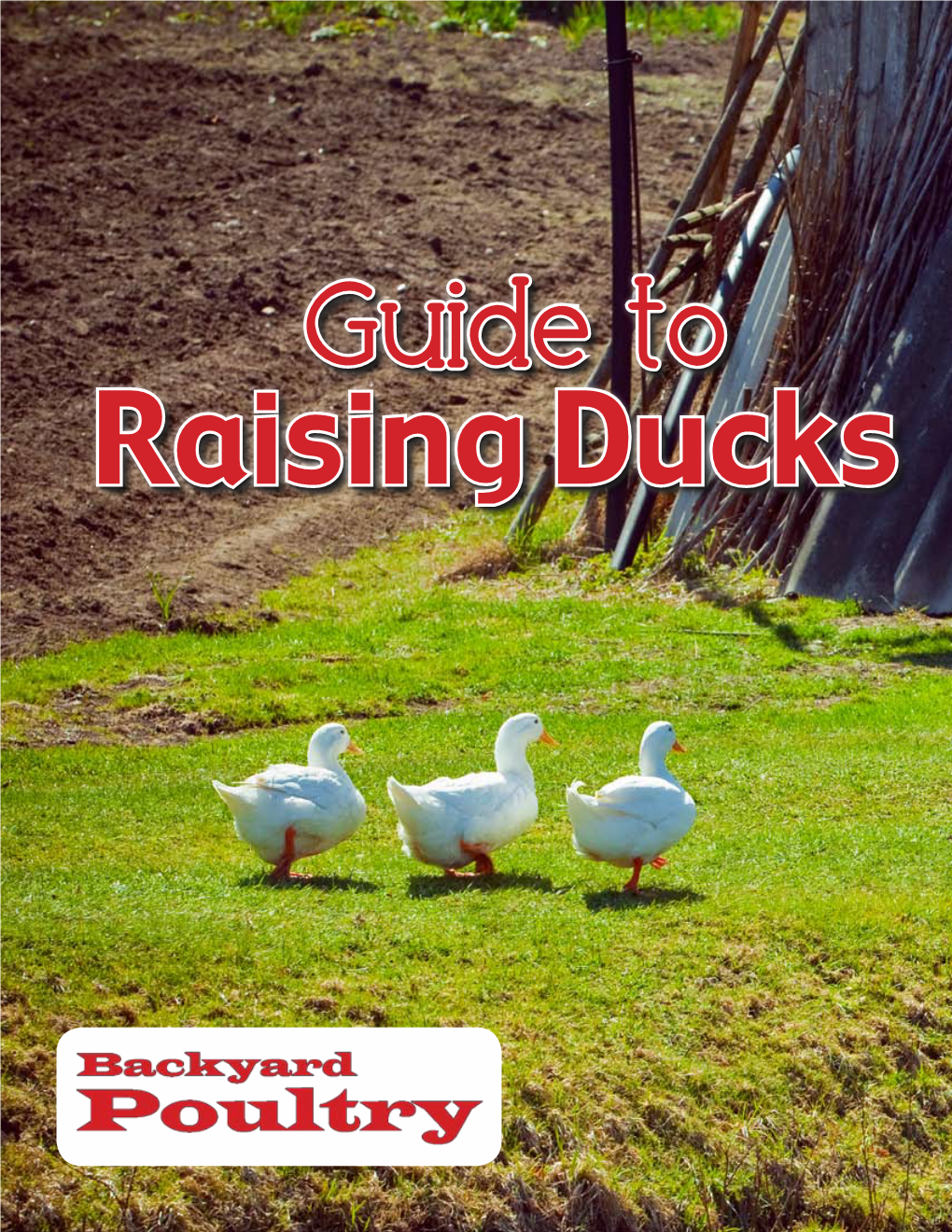 Backyard Poultry Guide to Raising Ducks