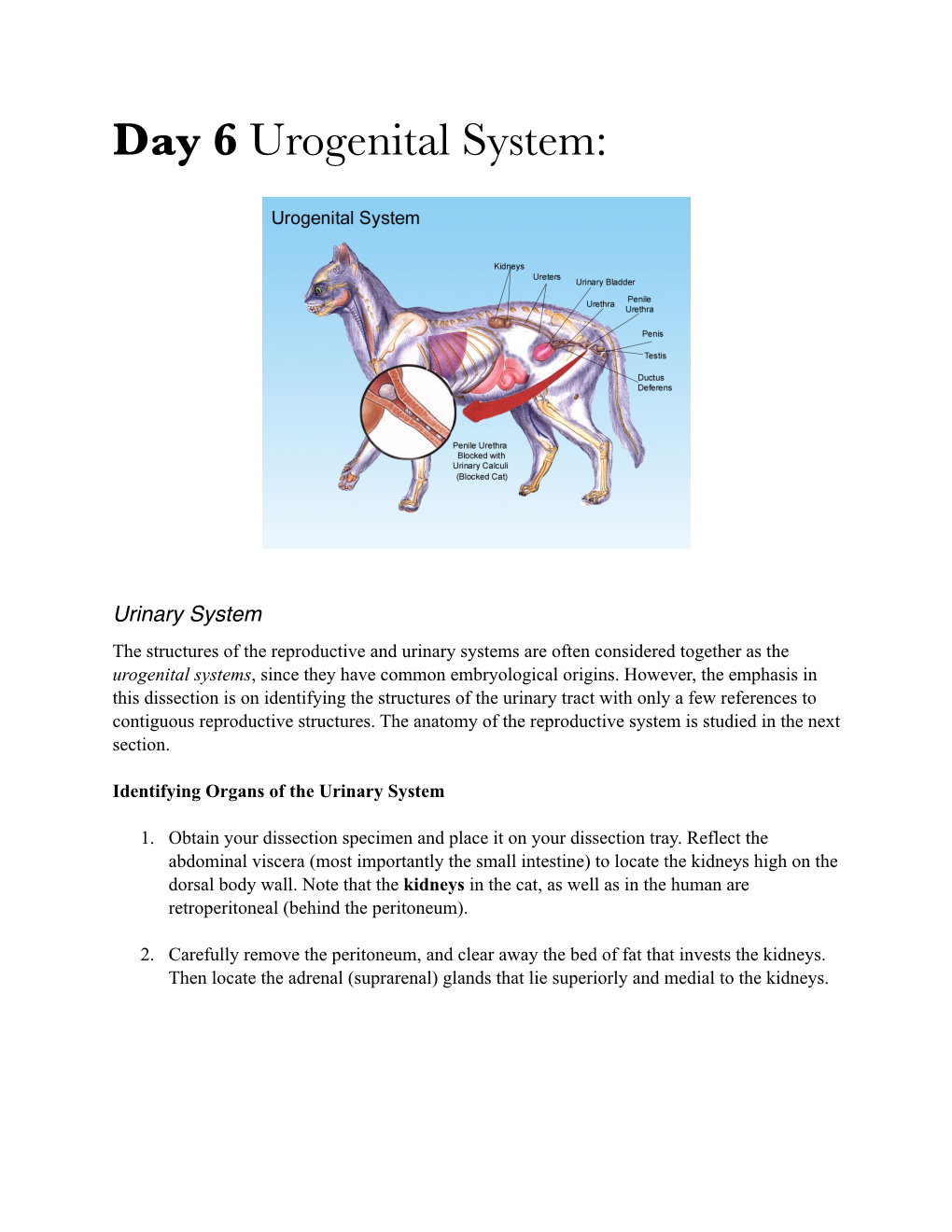 Day 6 Urogenital System
