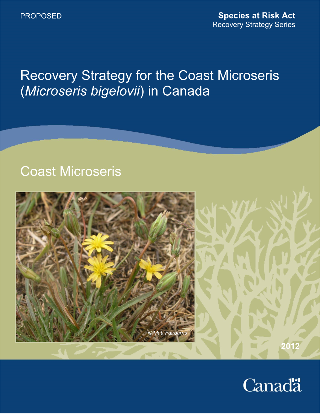 Recovery Strategy for the Coast Microseris (Microseris Bigelovii) in Canada