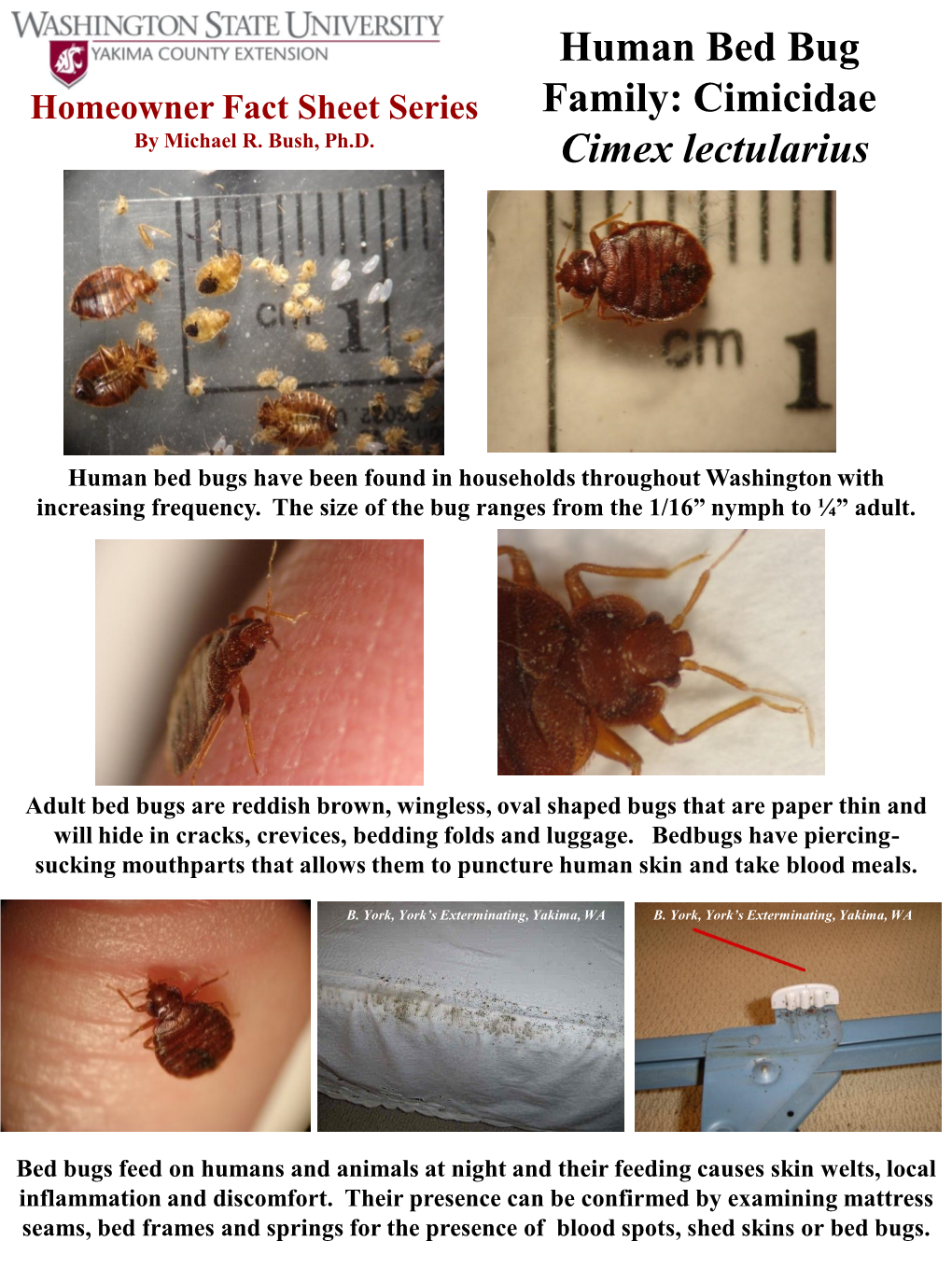 Human Bed Bug Family: Cimicidae Cimex Lectularius