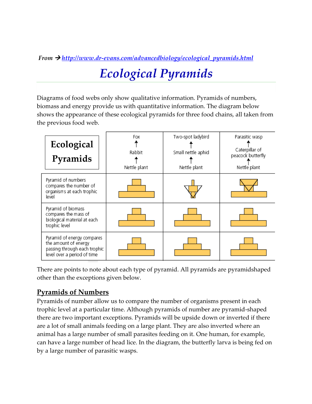 Ecological Pyramids