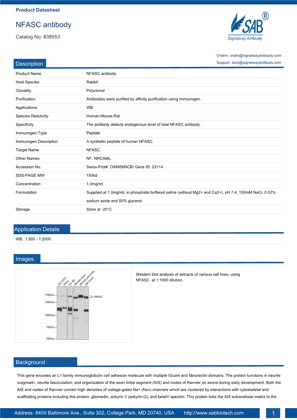 NFASC Antibody