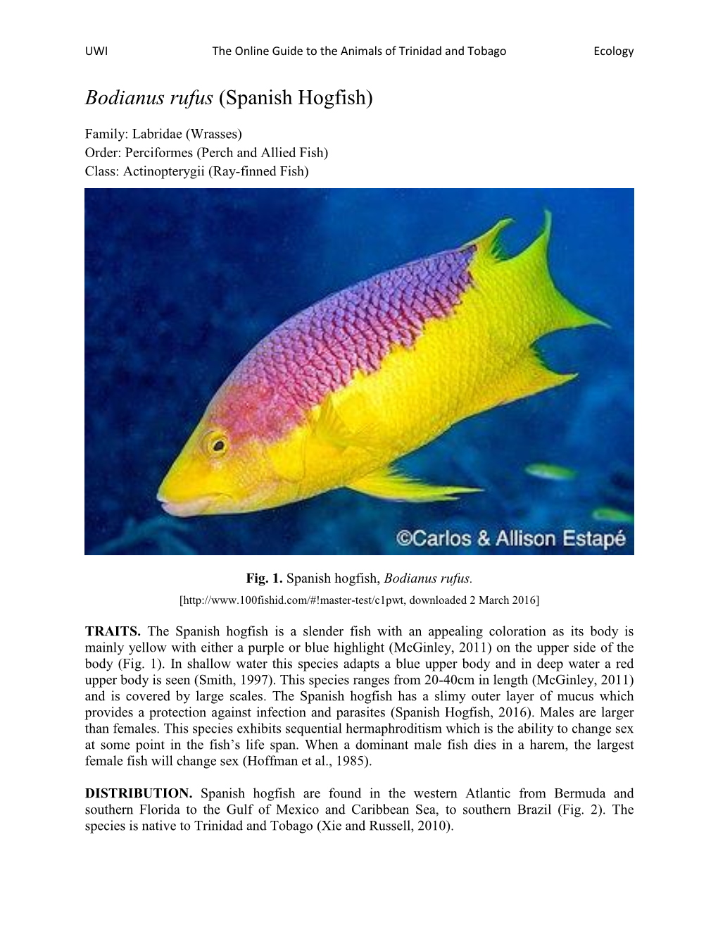 Bodianus Rufus (Spanish Hogfish)