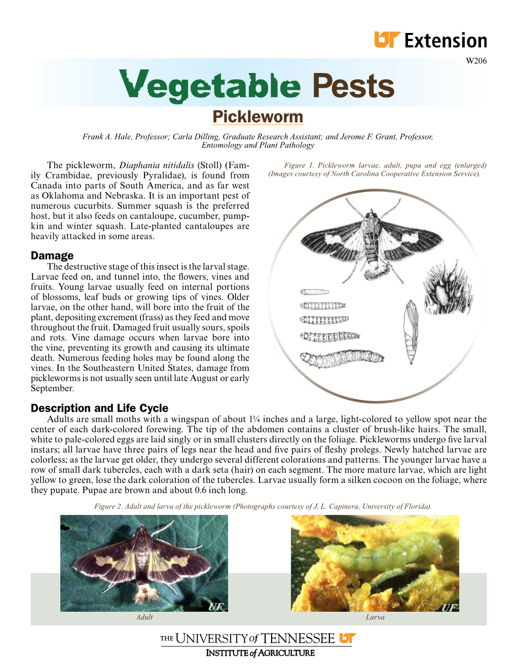 Vegetable Pests Pickleworm
