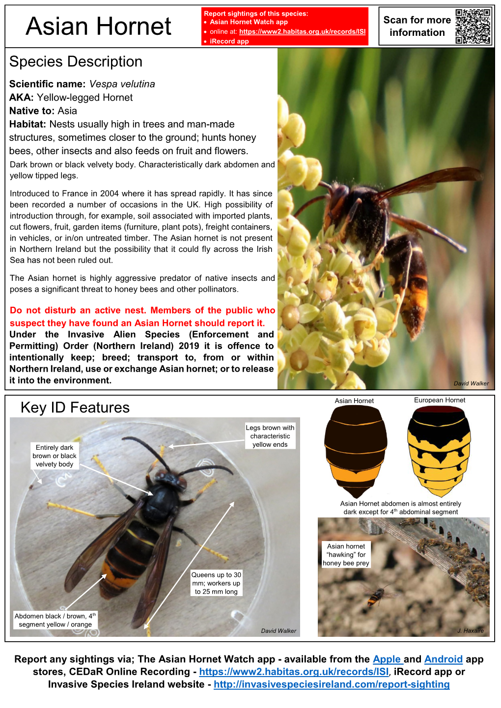 Asian Hornet – Vespa Velutina