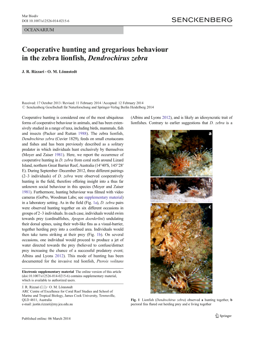 Cooperative Hunting and Gregarious Behaviour in the Zebra Lionfish, Dendrochirus Zebra