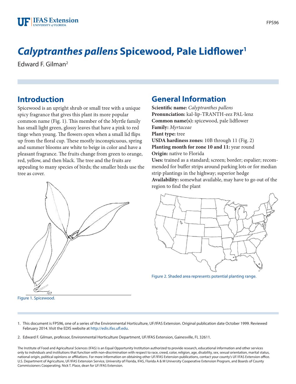 Calyptranthes Pallens Spicewood, Pale Lidflower1 Edward F