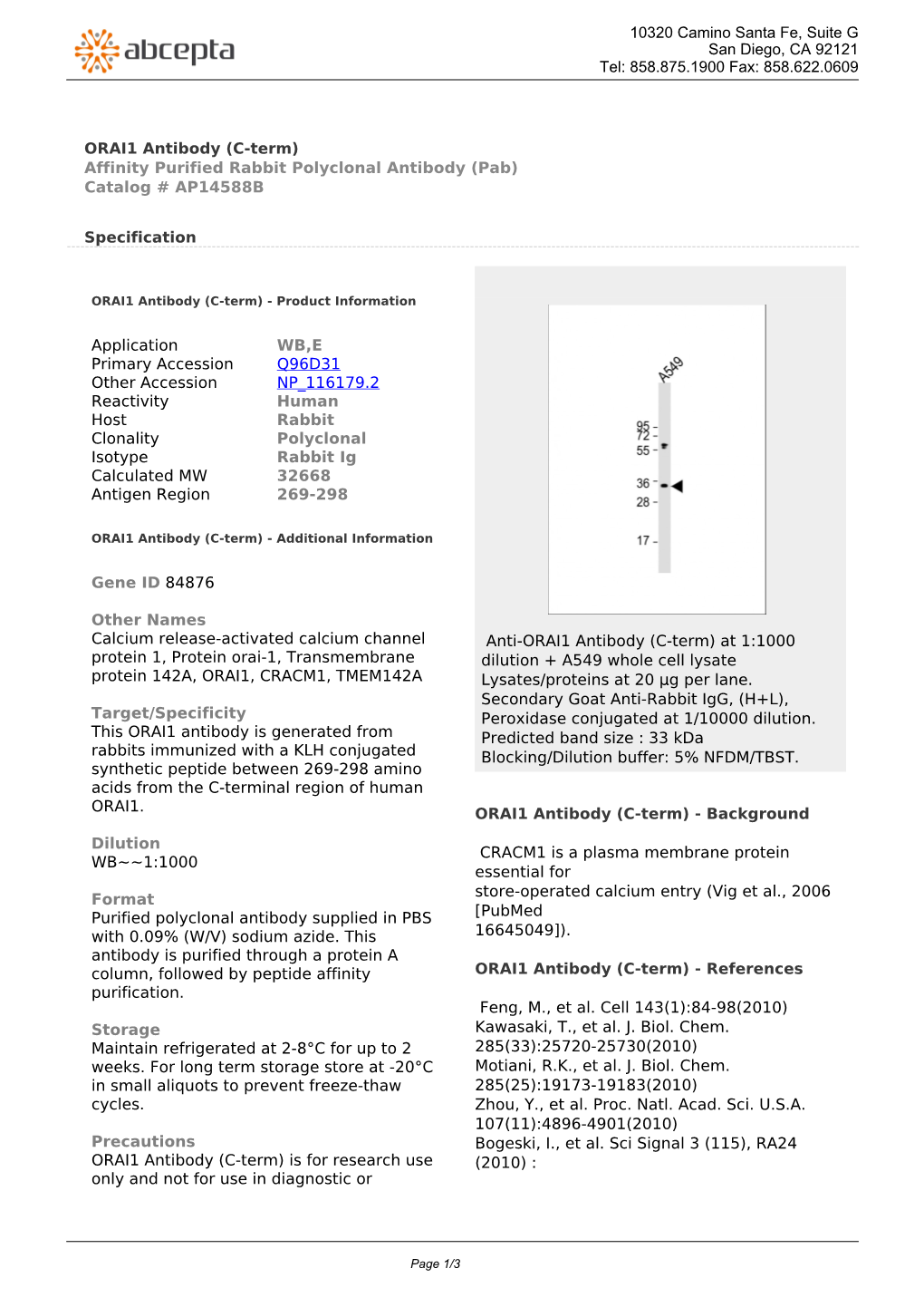 ORAI1 Antibody (C-Term) Affinity Purified Rabbit Polyclonal Antibody (Pab) Catalog # AP14588B