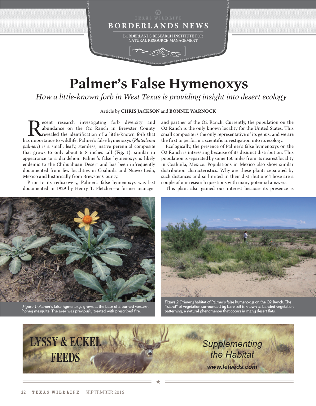 Palmer's False Hymenoxys