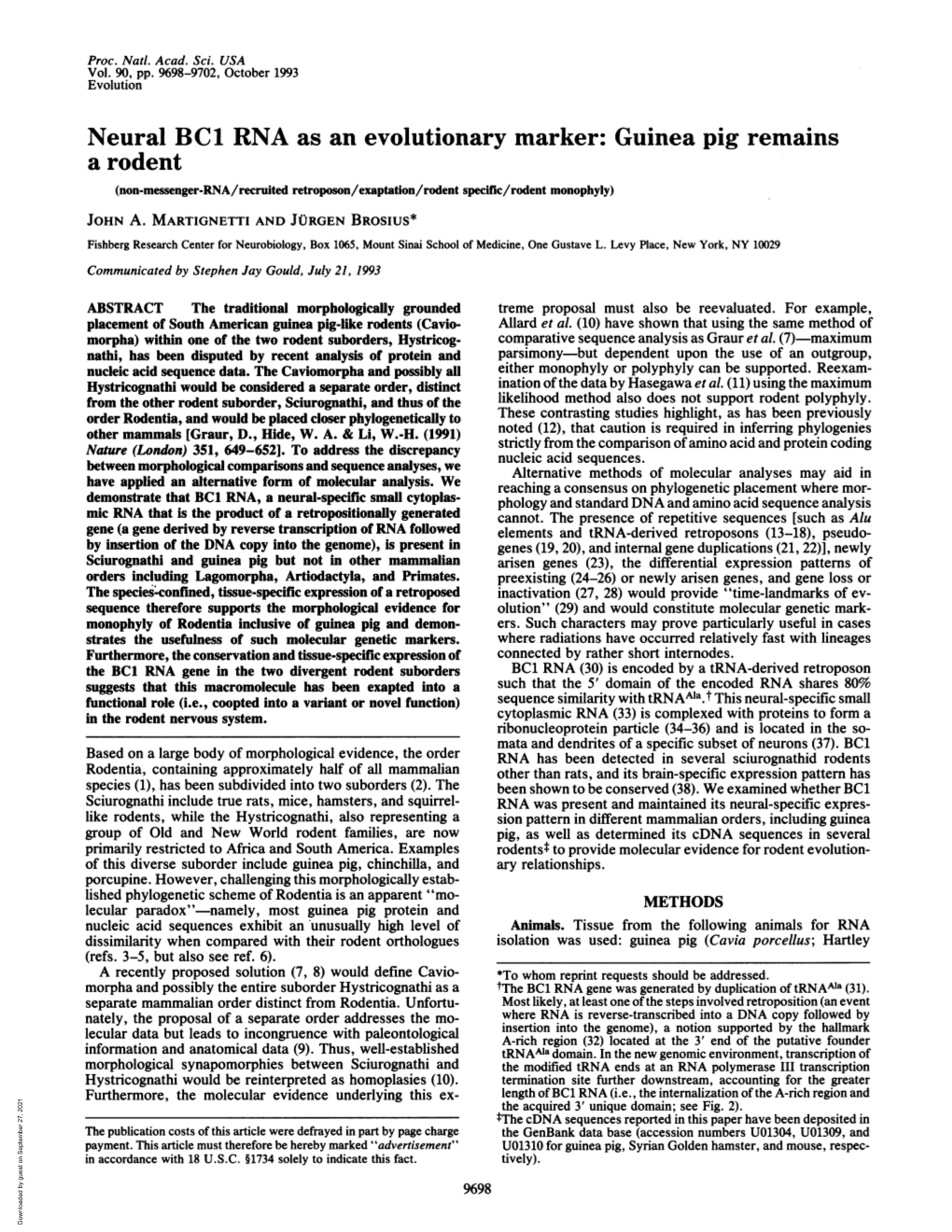 Neural BC1 RNA As an Evolutionary Marker: Guinea Pig Remains a Rodent (Non-Messenger-RNA/Recruited Retroposon/Exaptation/Rodent Specific/Rodent Monophyly) JOHN A