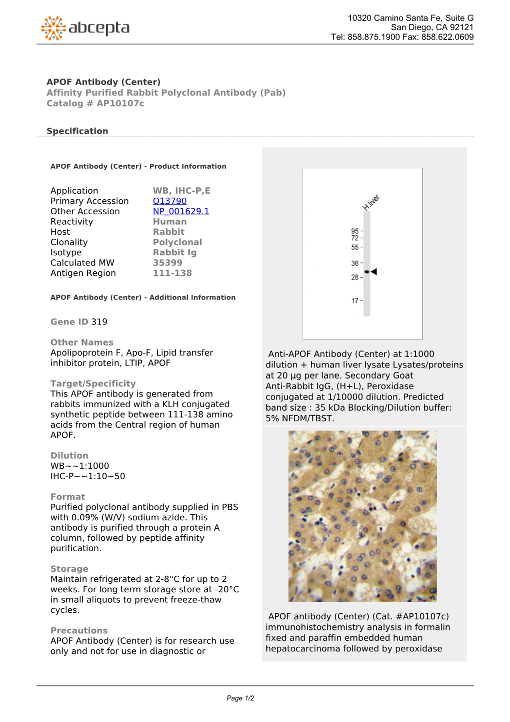 APOF Antibody (Center) Affinity Purified Rabbit Polyclonal Antibody (Pab) Catalog # Ap10107c