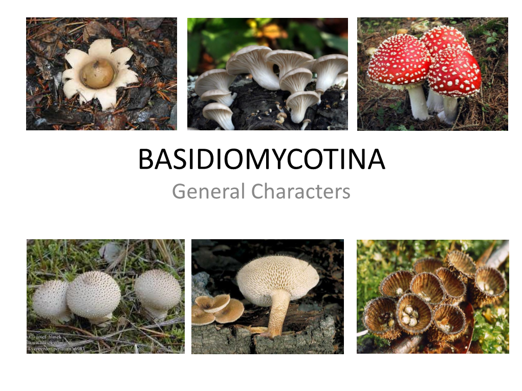 Basidiomycotina