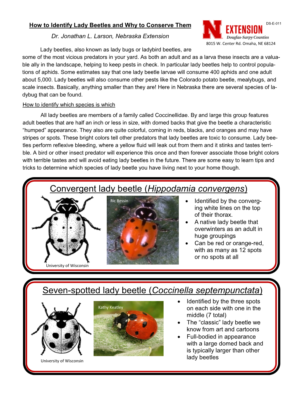 Convergent Lady Beetle (Hippodamia Convergens) Ric Bessin  Identified by the Converg- Ing White Lines on the Top of Their Thorax