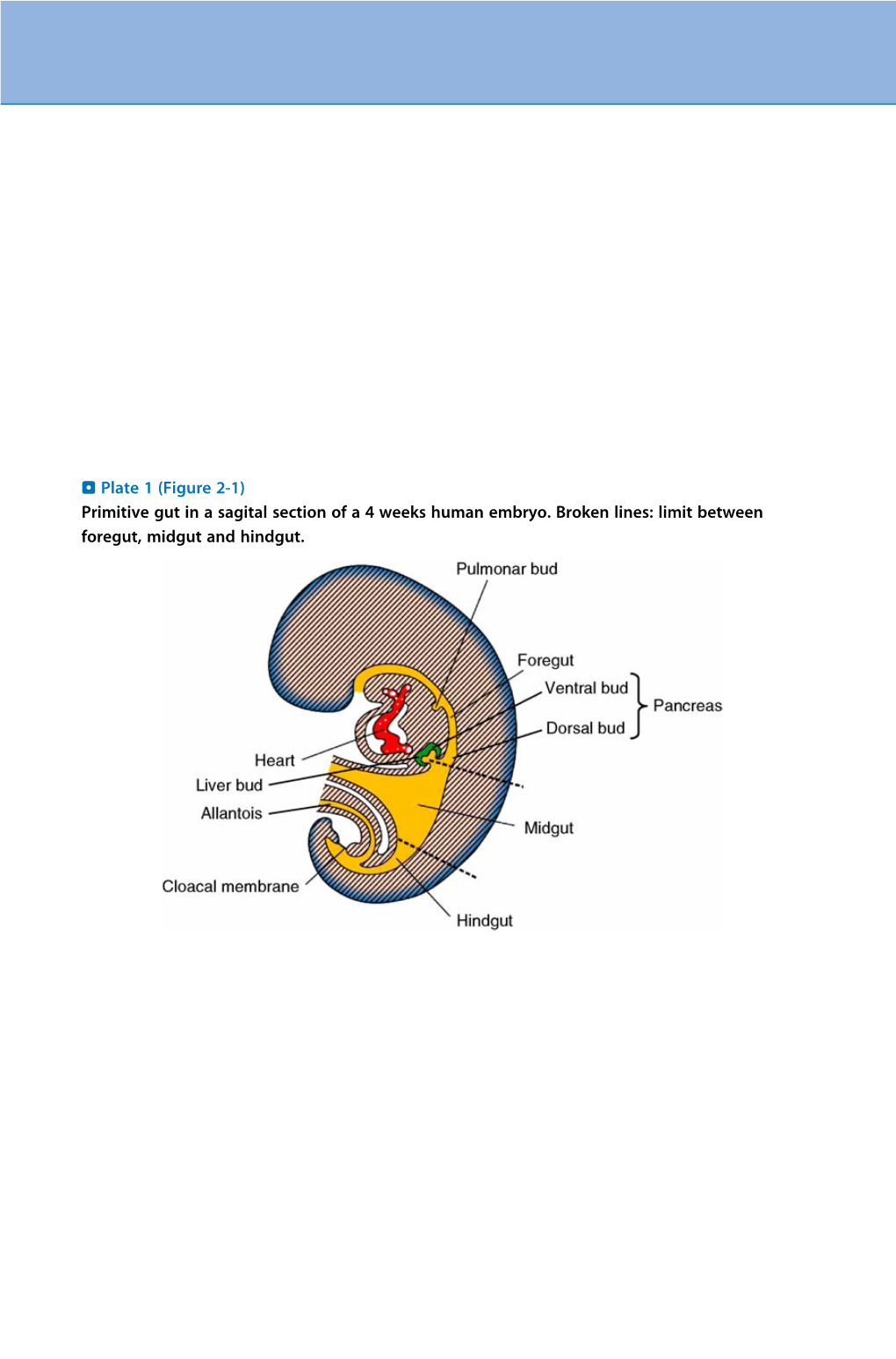 (Figure 2-1) Primitive Gut in a Sagital Section of a 4 Weeks Human Embryo