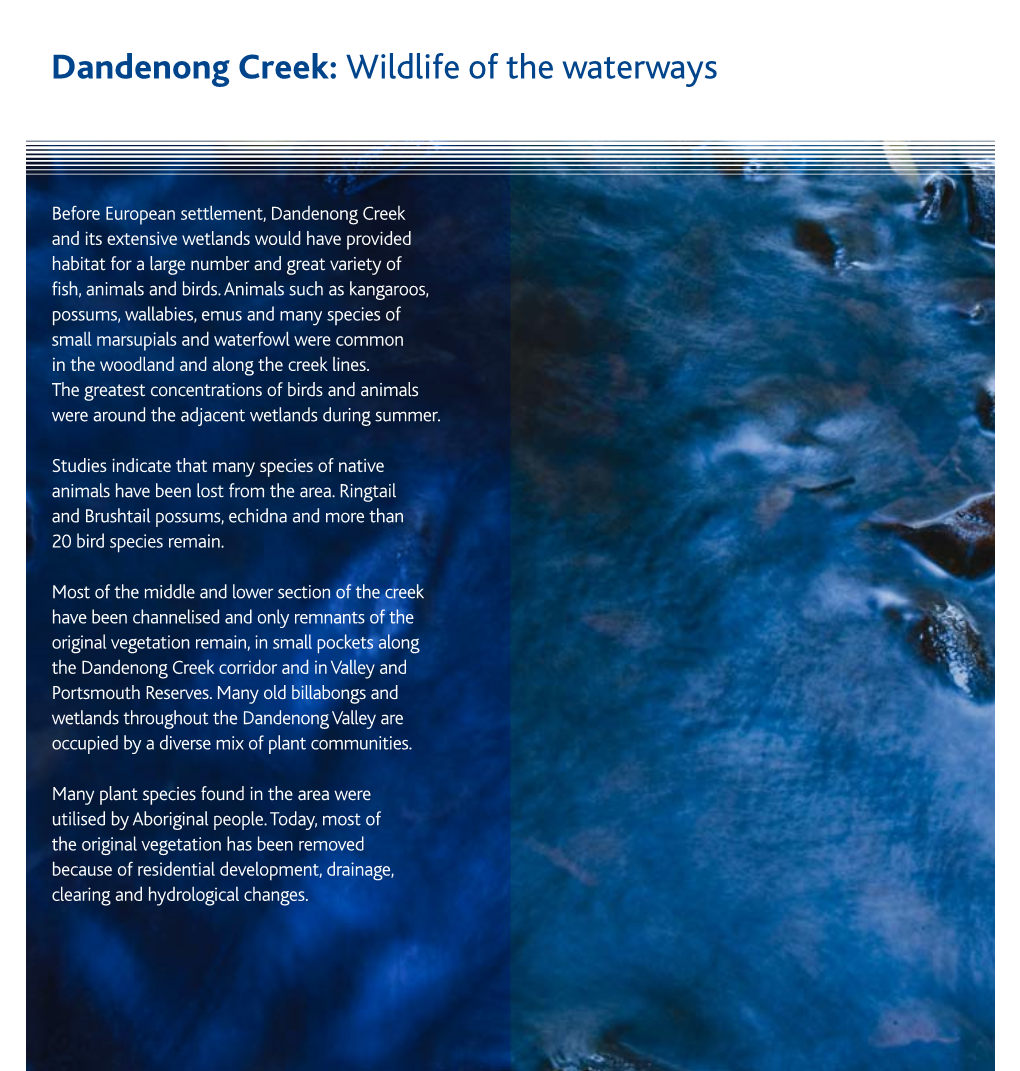 Dandenong Creek: Wildlife of the Waterways