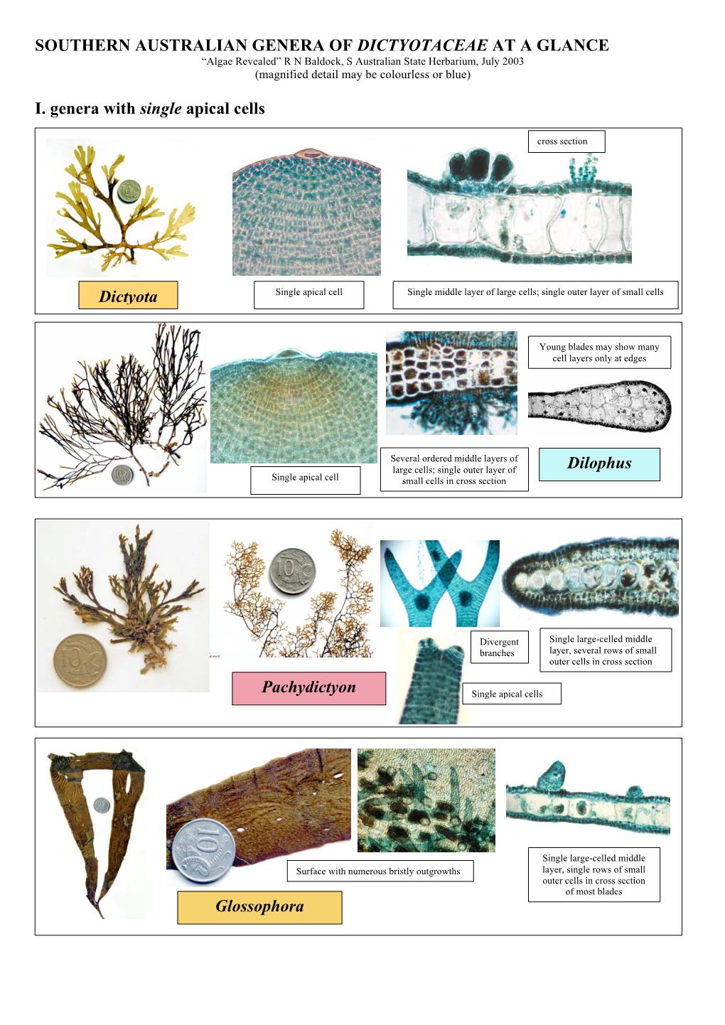 Southern Australian Genera of Dictyotaceae at a Glance