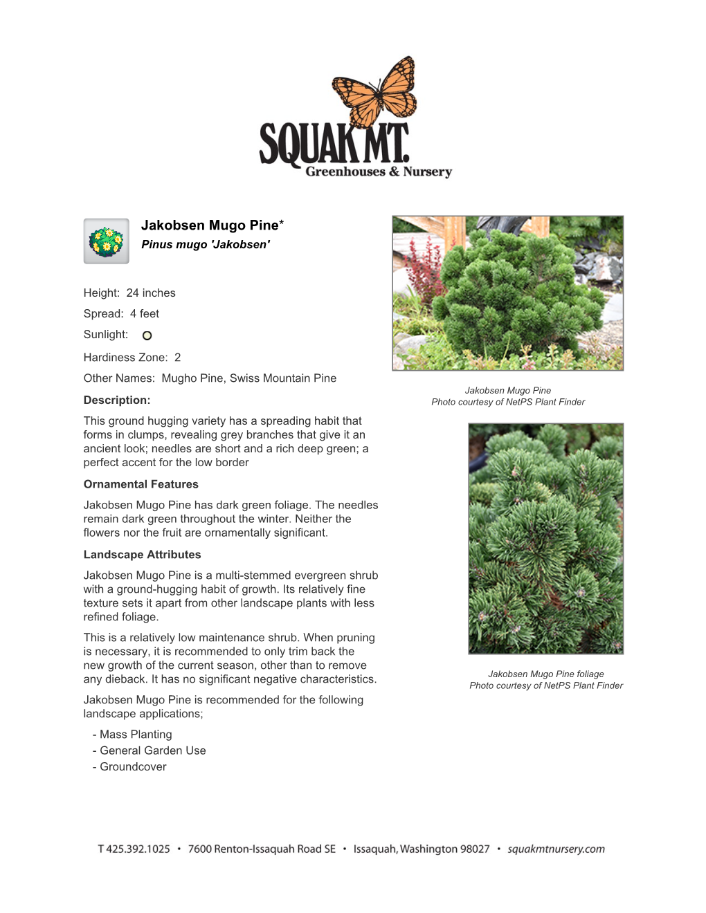 Squak Mountain Nursery Jakobsen Mugo Pine