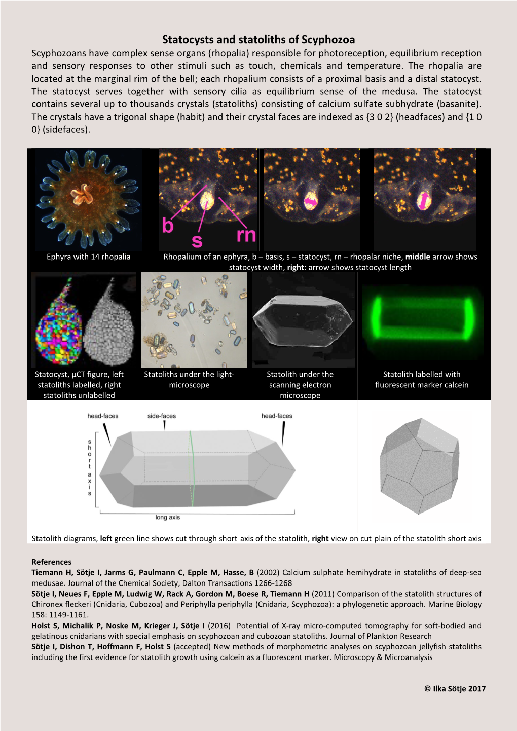 Statocysts and Statoliths of Scyphozoa