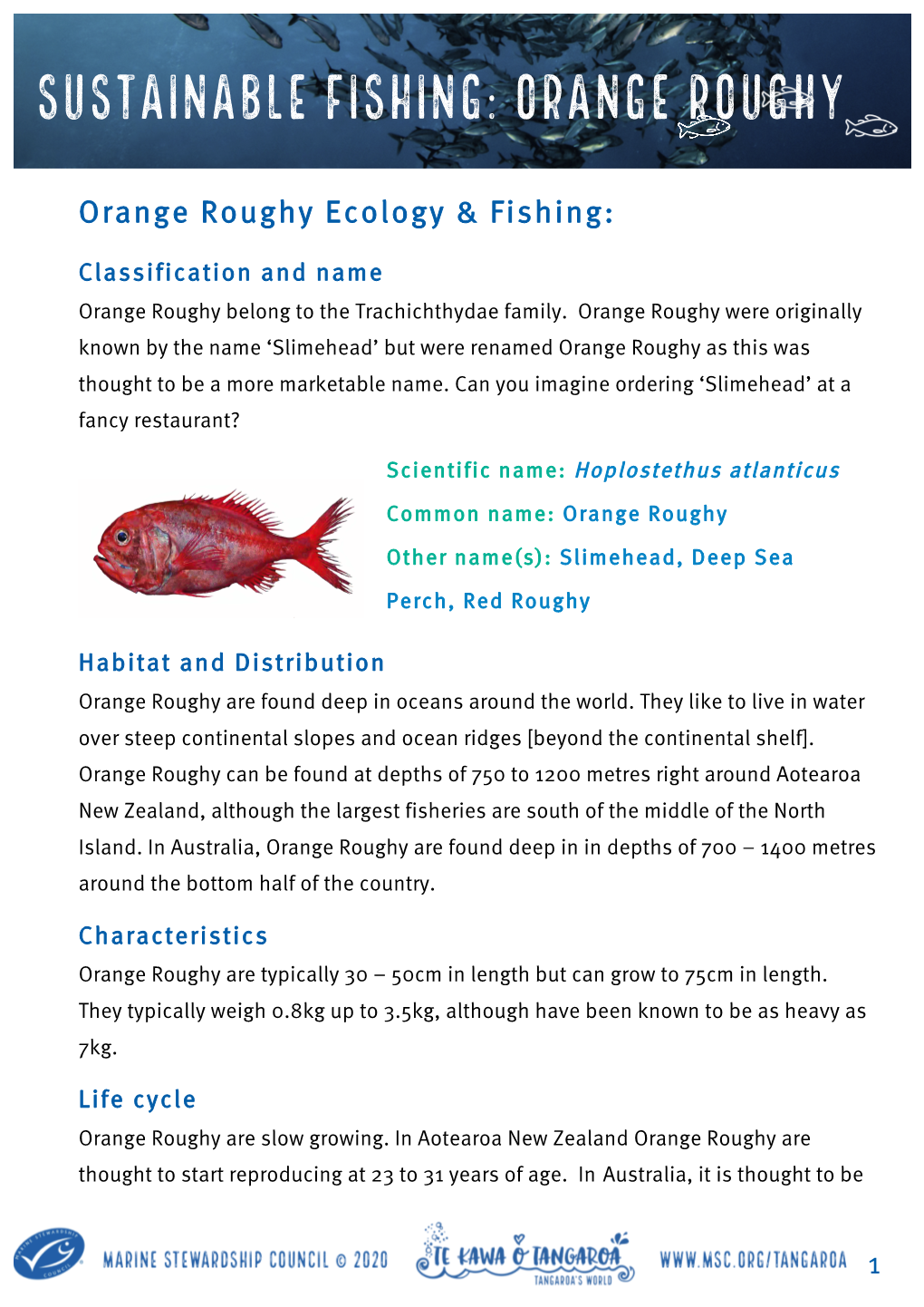 Sustainable Fishing: Orange Roughy