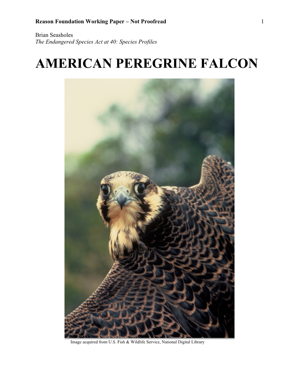 American Peregrine Falcon