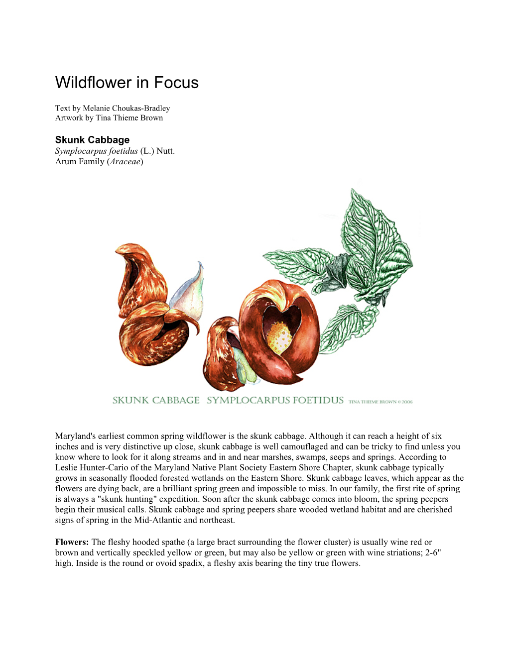 Wildflower in Focus: Skunk Cabbage