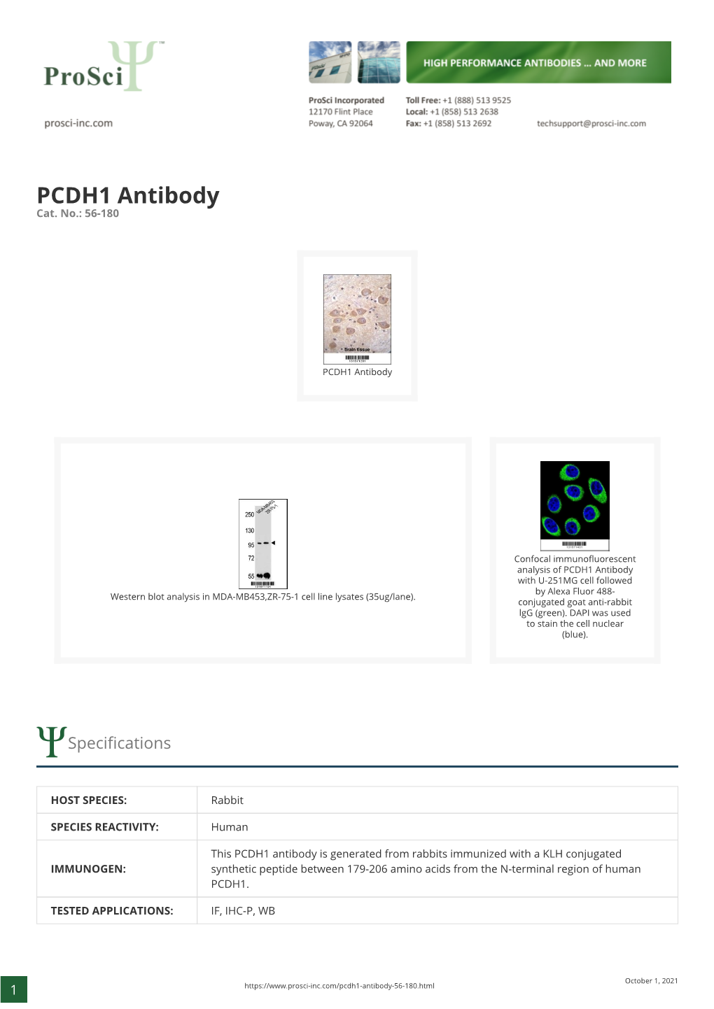 PCDH1 Antibody Cat