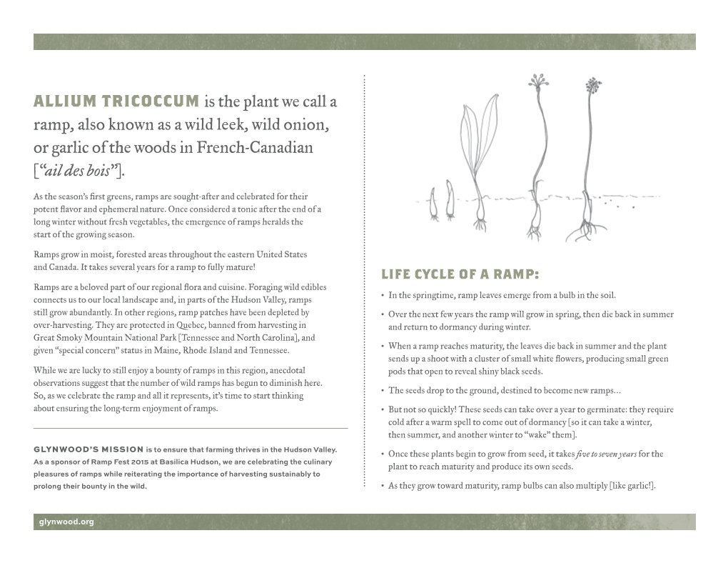 Allium Tricoccum Is the Plant We Call a Ramp, Also Known As a Wild Leek, Wild Onion, Or Garlic of the Woods in French-Canadian (“Ail Des Bois”)