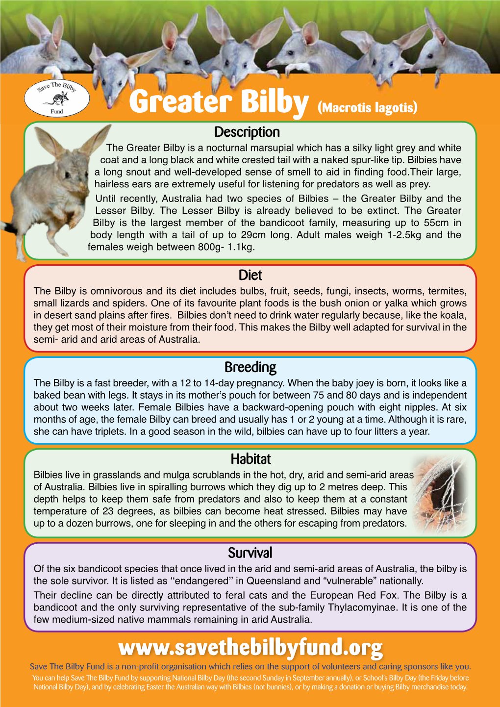 Bilby Fact Sheet.Pdf