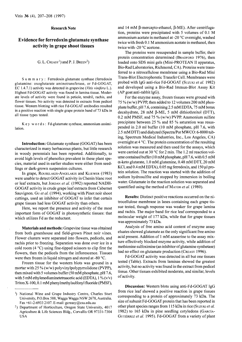 Evidence for Ferredoxin Glutamate Synthase Activity in Grape Shoot