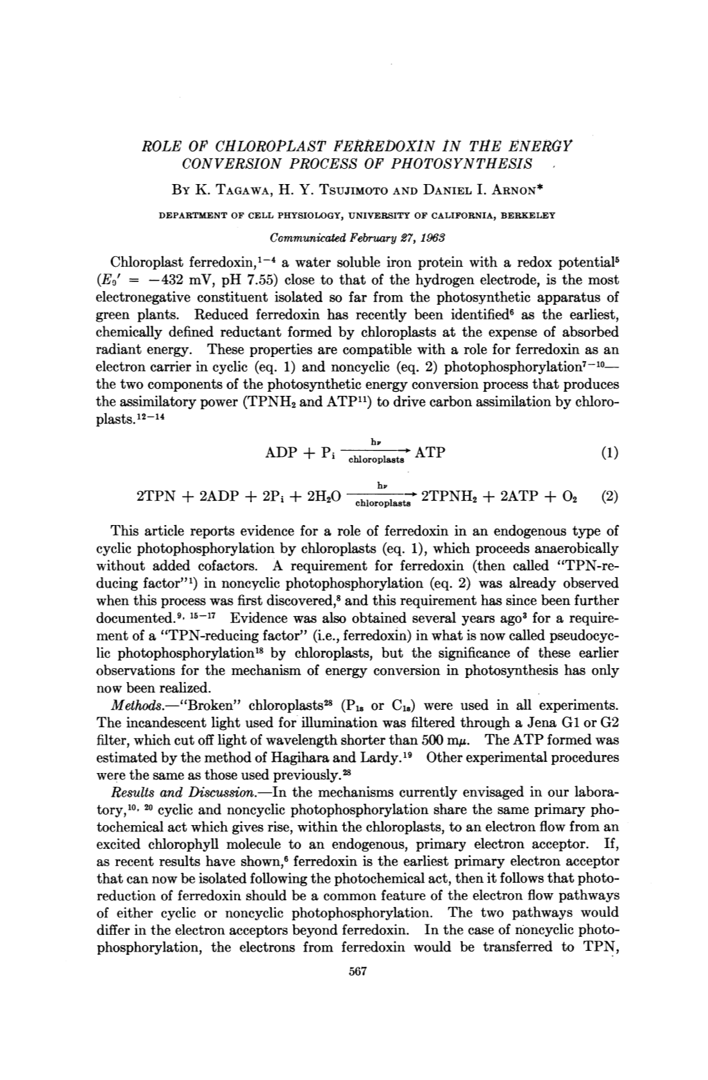 Role of Chloroplast Ferredoxin in the Energy Conversion Process of Photosynthesis by K