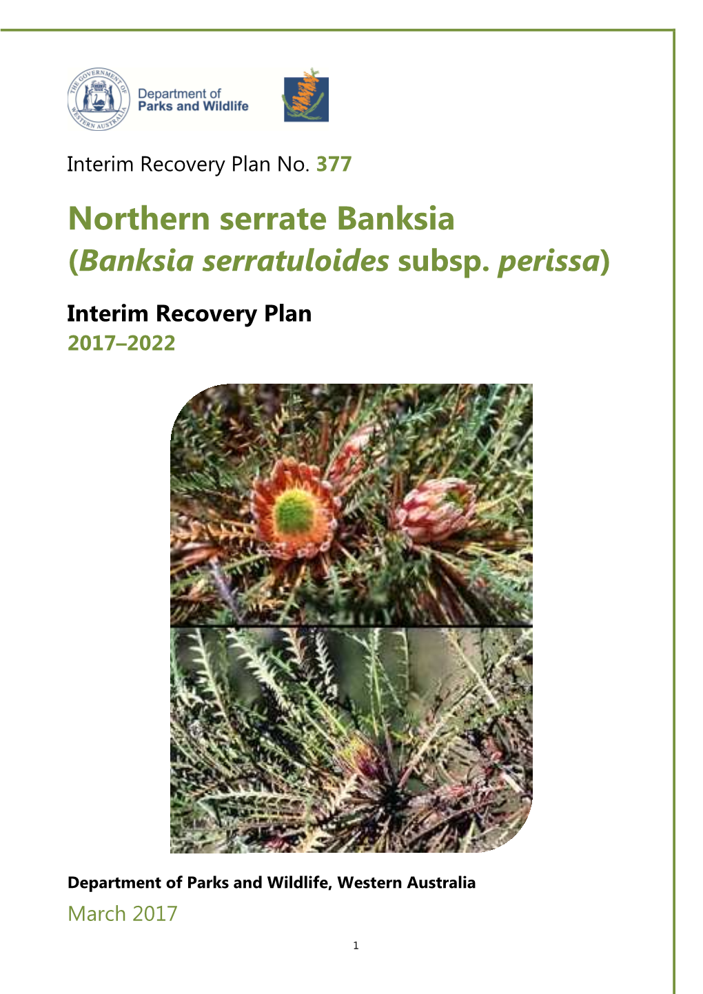 Banksia Serratuloides Subsp. Perissa IRP377 2017 2022 Web Version