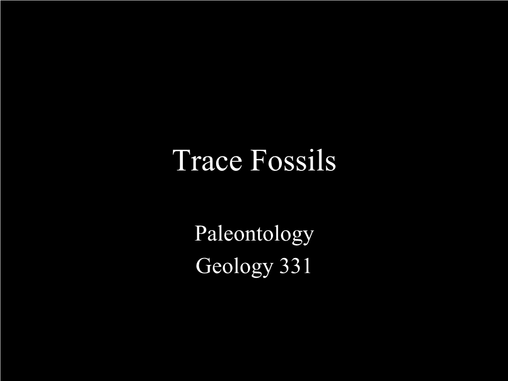 Trace Fossils