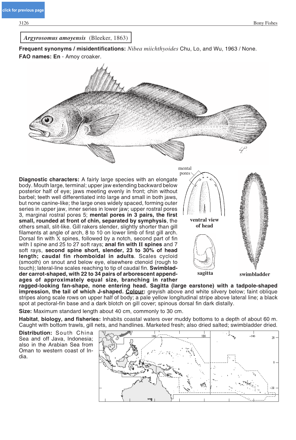 Argyrosomus Amoyensis (Bleeker, 1863) Frequent Synonyms / Misidentifications: Nibea Miichthyoides Chu, Lo, and Wu, 1963 / None