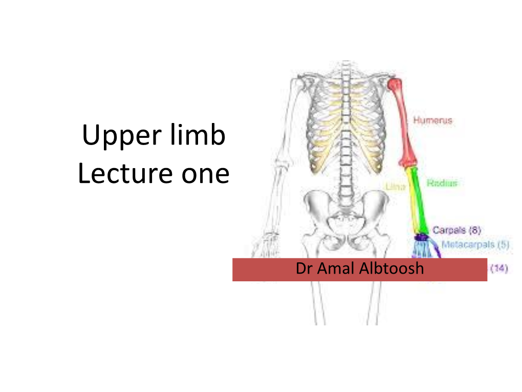 Upper Limb Lecture One