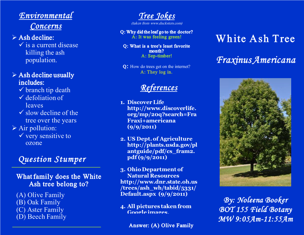 White Ash Tree Fraxinus Americana