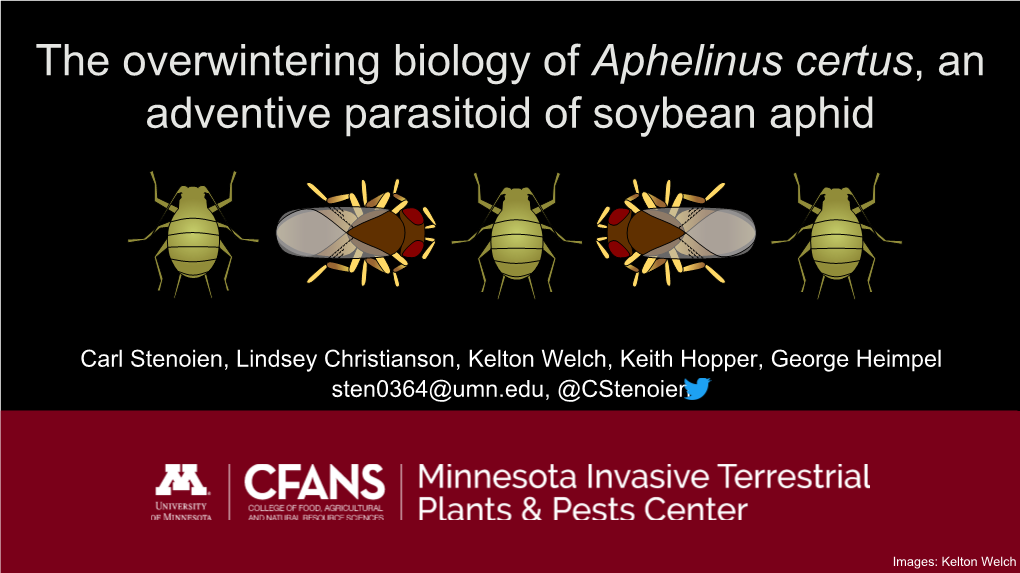 The Overwintering Biology of Aphelinus Certus, an Adventive