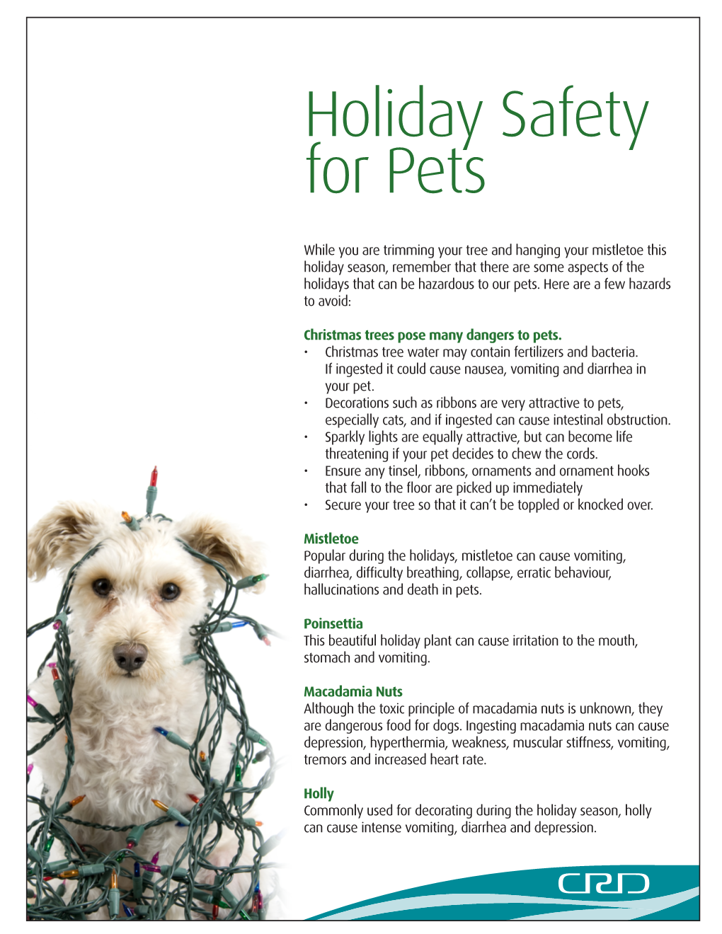 Holiday Safety for Pets