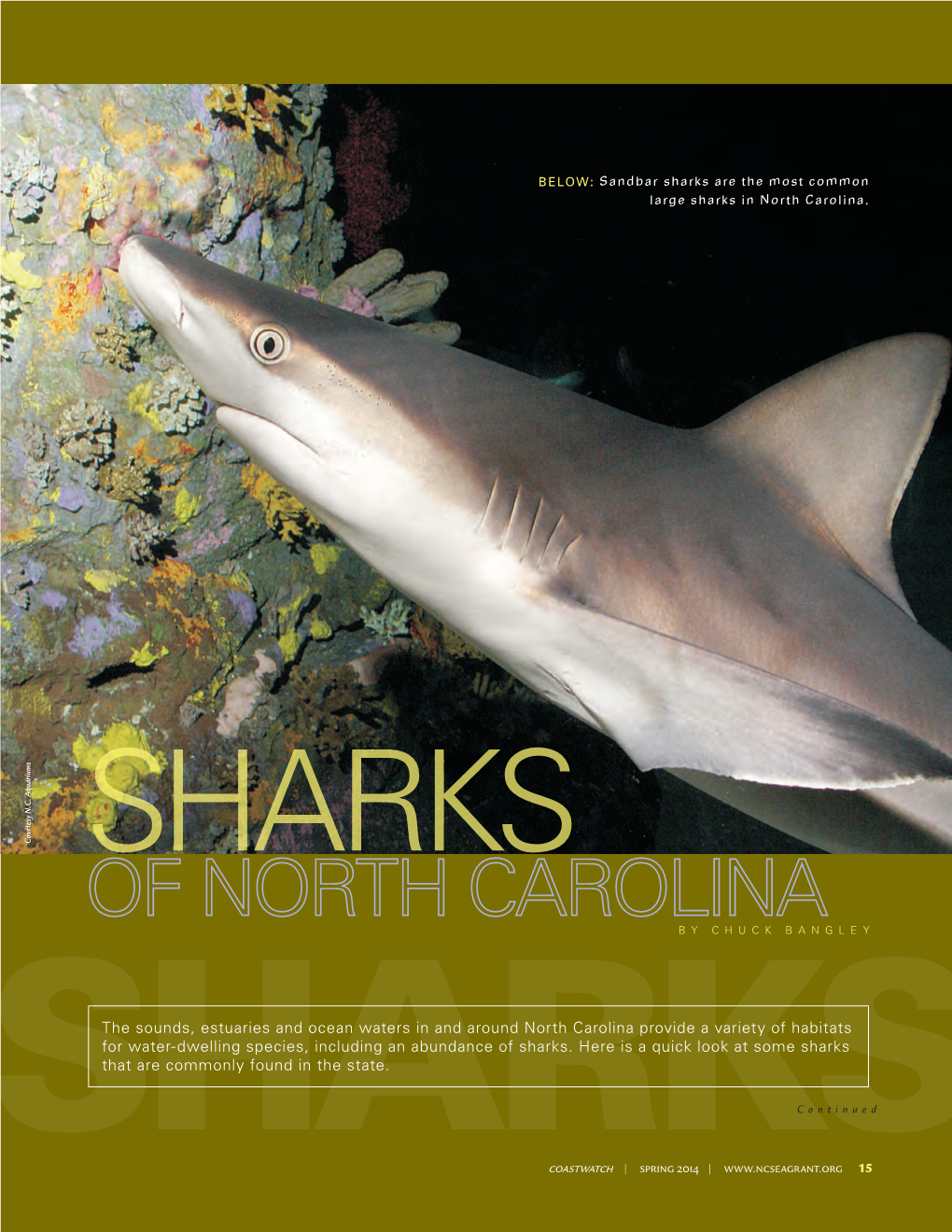 The Sounds, Estuaries and Ocean Waters in and Around North Carolina Provide a Variety of Habitats for Water-Dwelling Species, Including an Abundance of Sharks