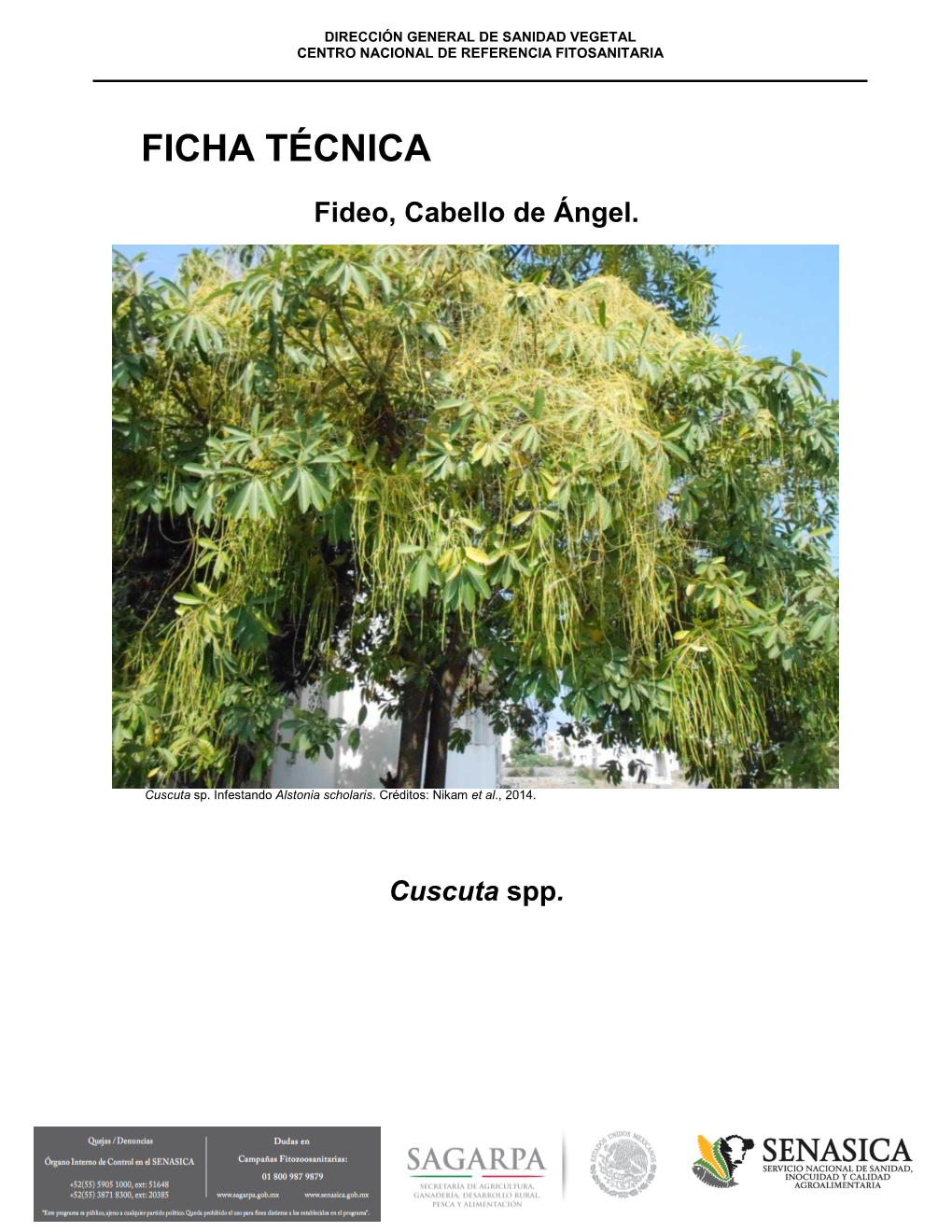 Fideo, Cabello De Ángel. Cuscuta Spp