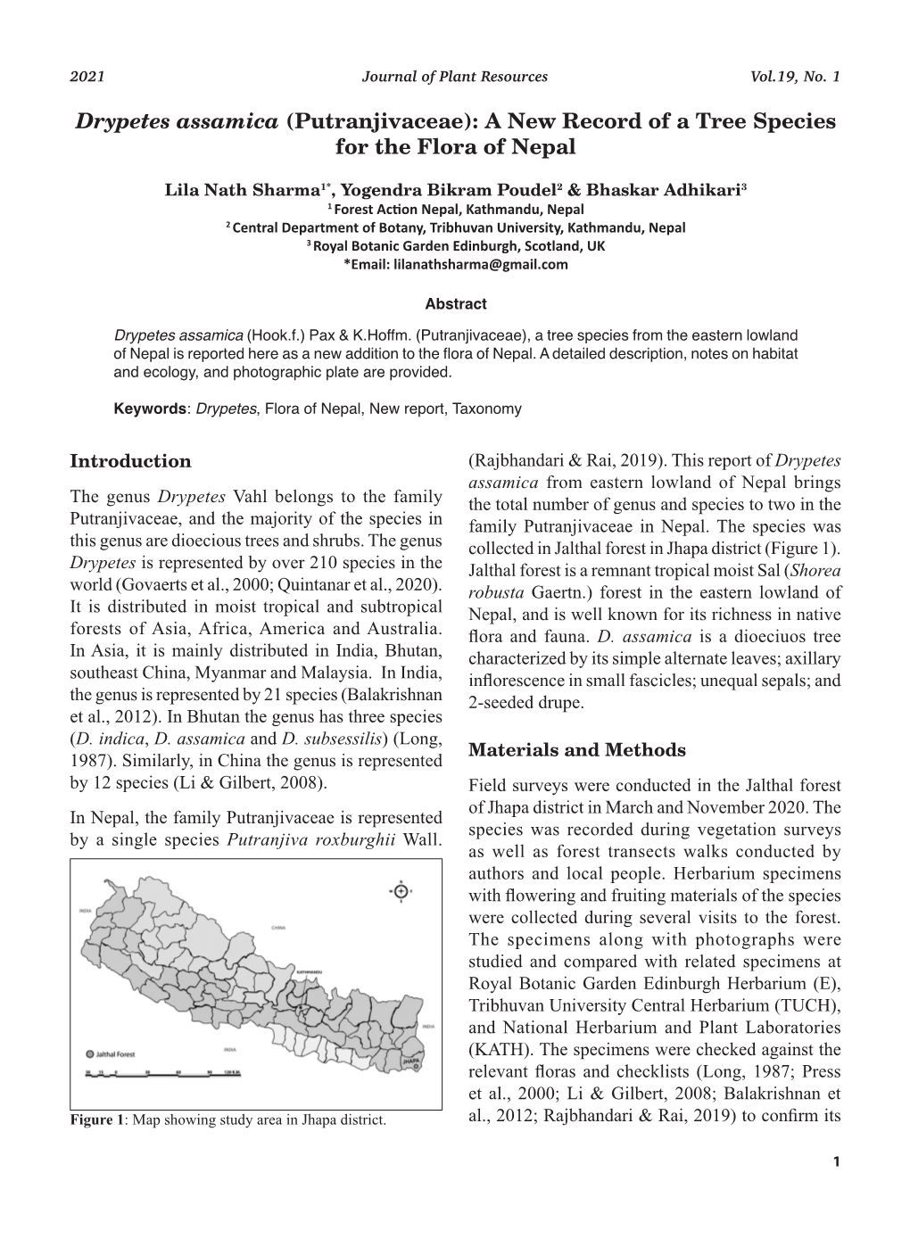 Drypetes Assamica (Putranjivaceae): a New Record of a Tree Species for the Flora of Nepal