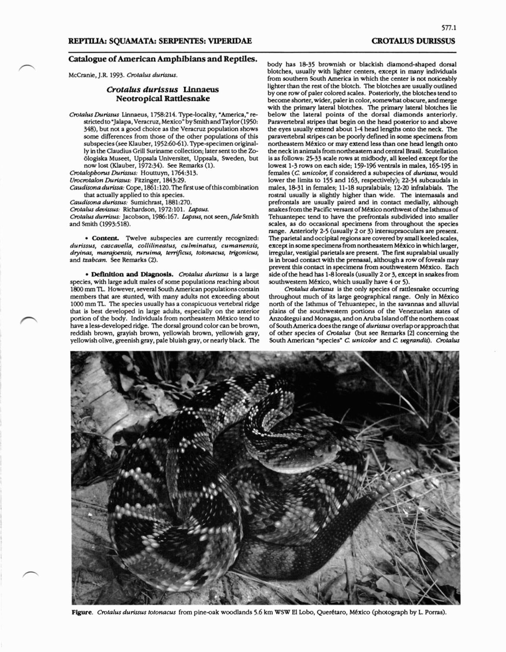 Rlpituk SQUAMATA: SERPENTES: VIPERIDAE CROTALUS DURISSUS Catalogue of American Amphibians and Reptiles